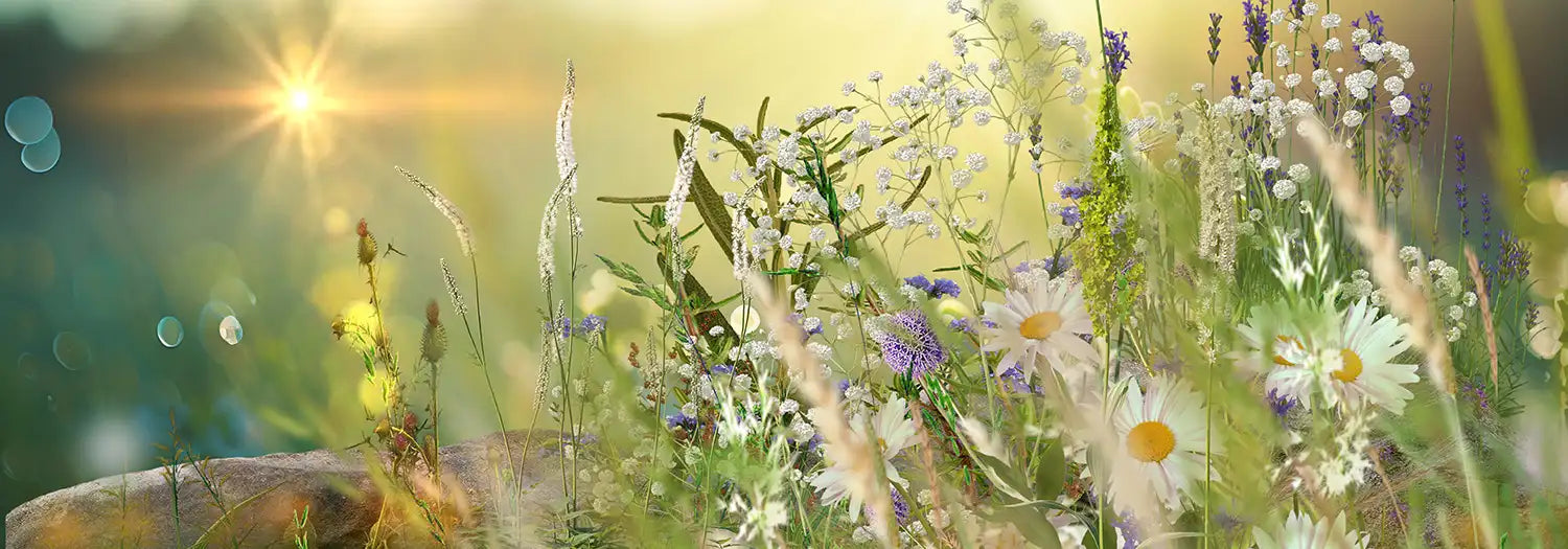 Verschiedene Wiesenblumen
