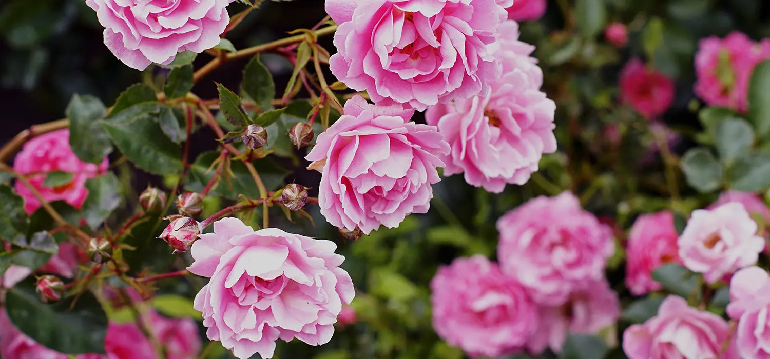 Das Bild zeigt mehrere Blüten der Damascena Rose